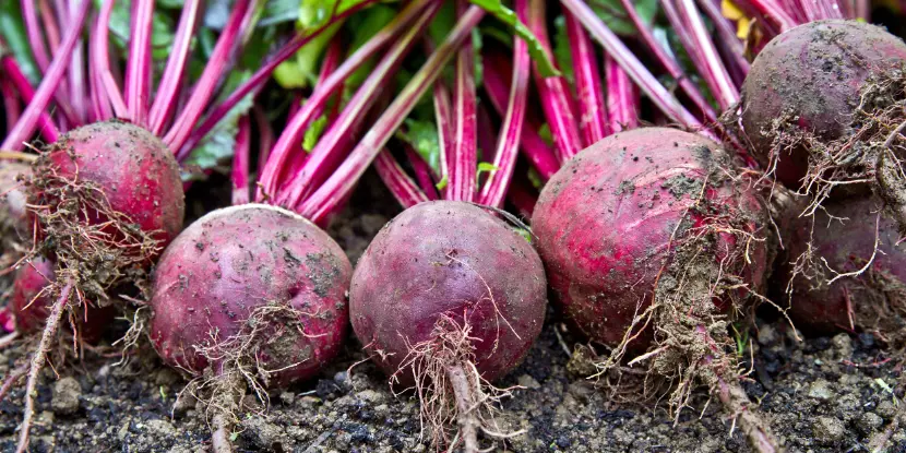 Freshly harvested beets.