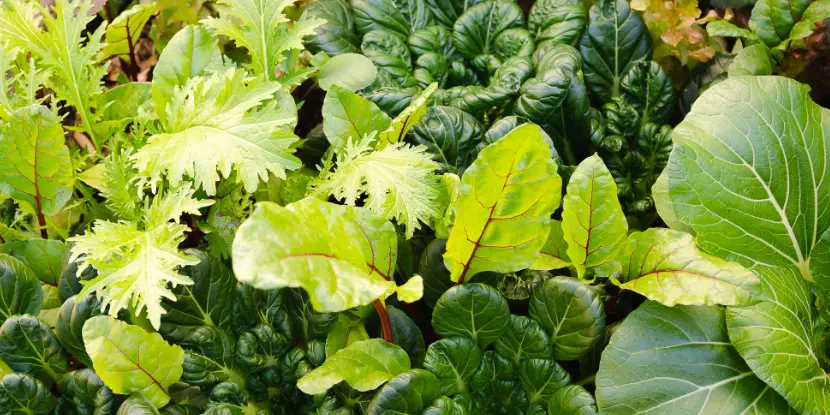 Leafy greens in the garden