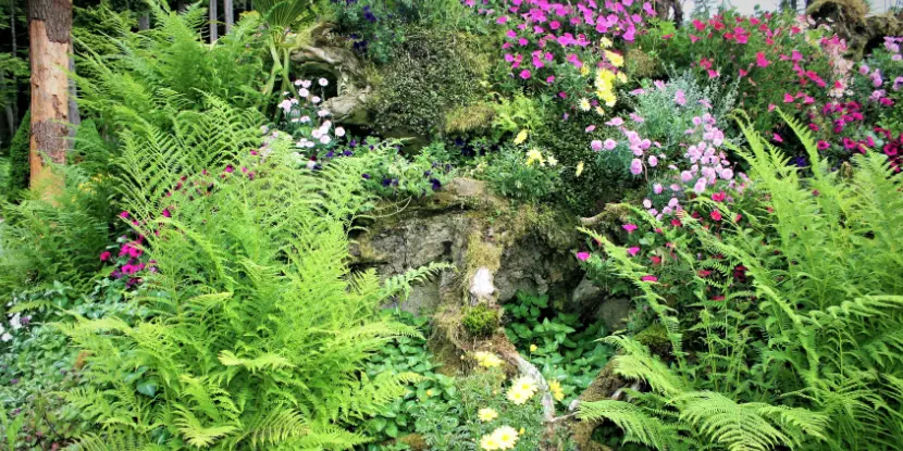 Ferns displayed in a naturalistic garden setting