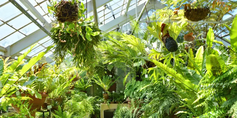 Fern varieties in a greenhouse