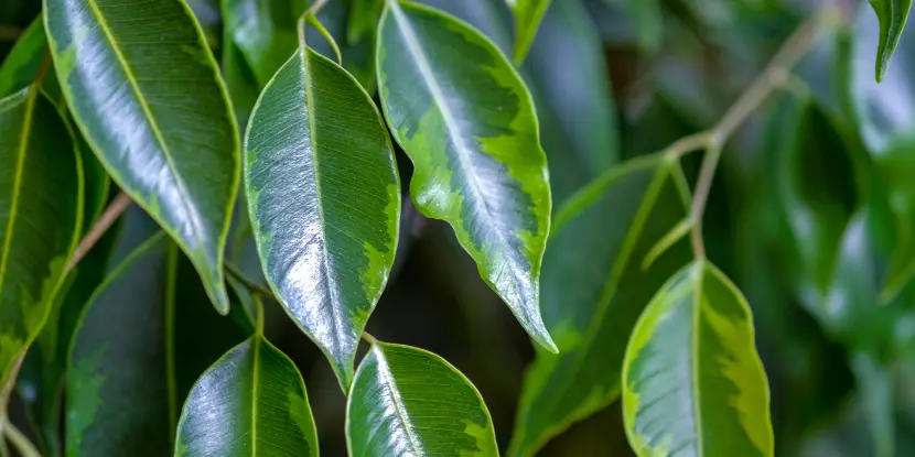 Close up of Ficus benjamina foliage.
