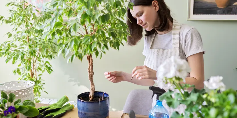 Woman fertilizing a Ficus plant