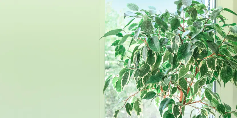 A Ficus plant near a window