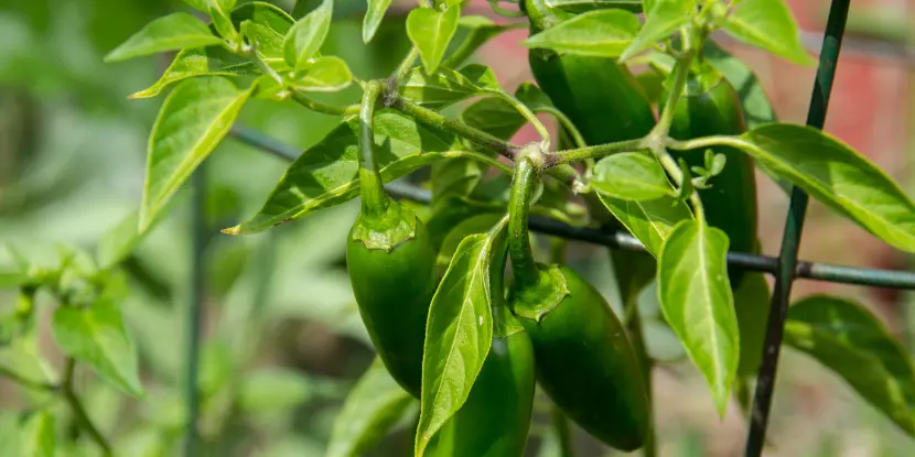 A jalapeño pepper plant with fruit