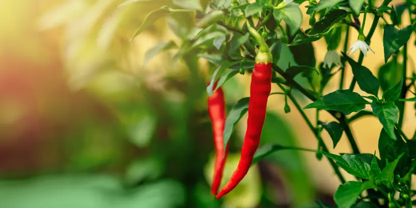 A red chili pepper plant grows in a greenhouse