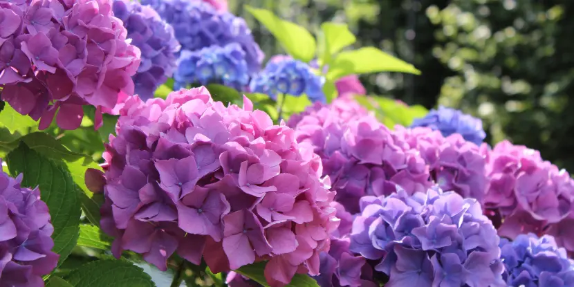 Blue and pink Hydrangea macrophylla flower heads