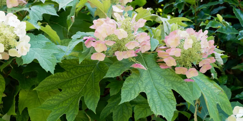 The usual oak-like foliage of Hydrangea quercifolia