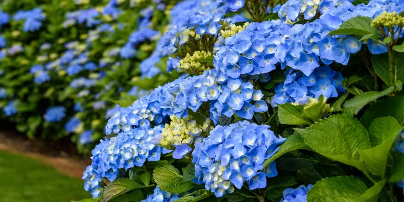 A hydrangea hedge