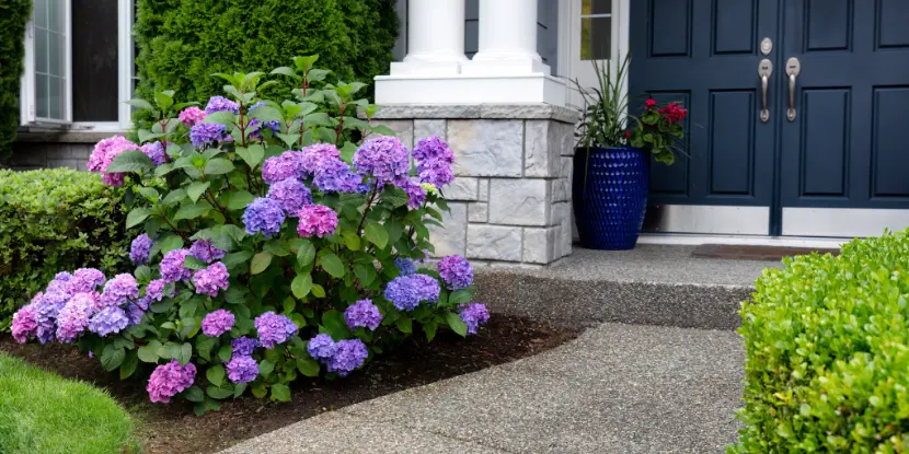 A hydrangea bush near the entrance of a house