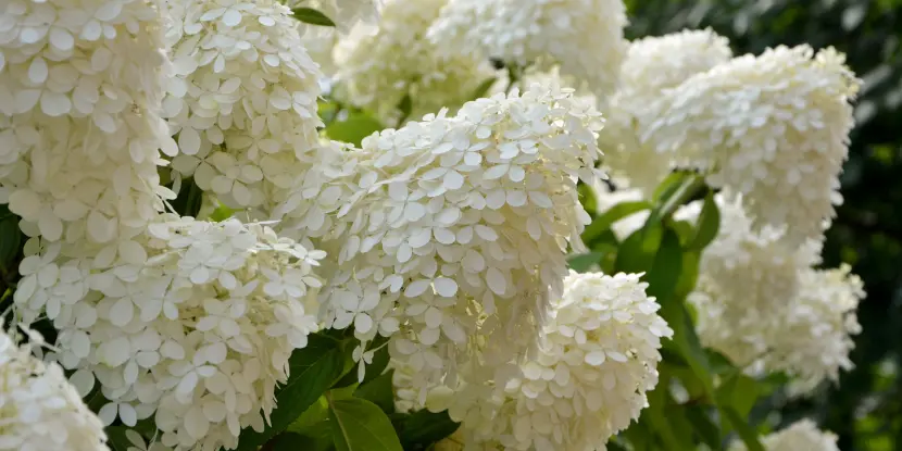 Hydrangea paniculata flowers