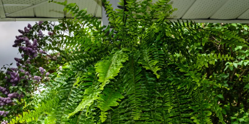 A magnificent hanging Boston fern