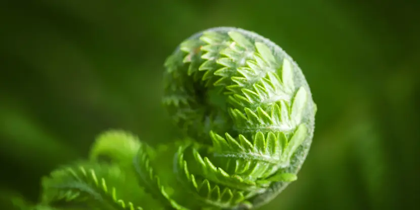 Closeup of young fern sprout