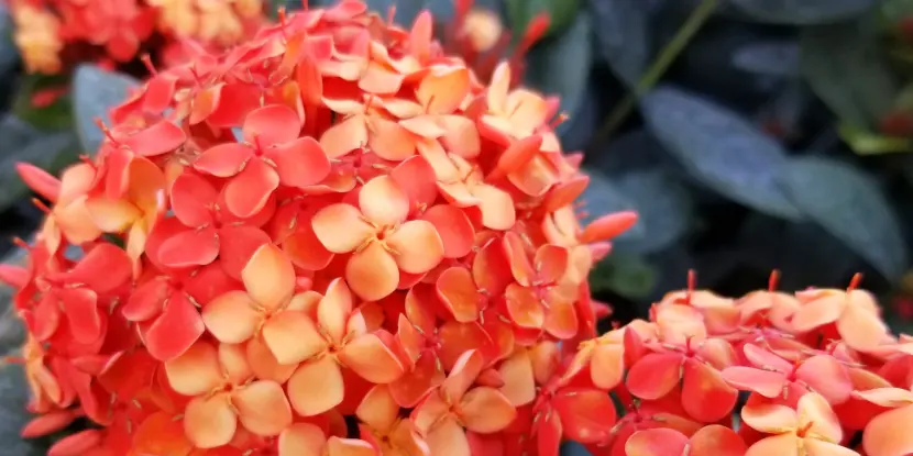 Orange-colored Maui Ixora flowers that attract butterflies