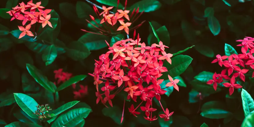 The vibrant red flowers of an ixora plant