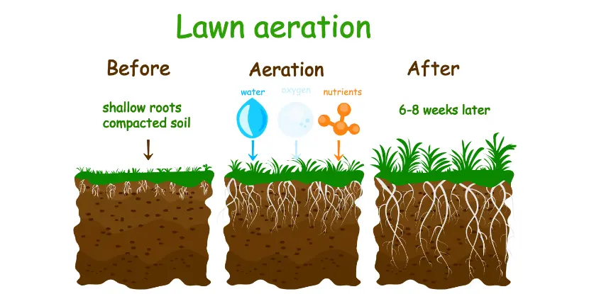 Lawn aeration: what it does