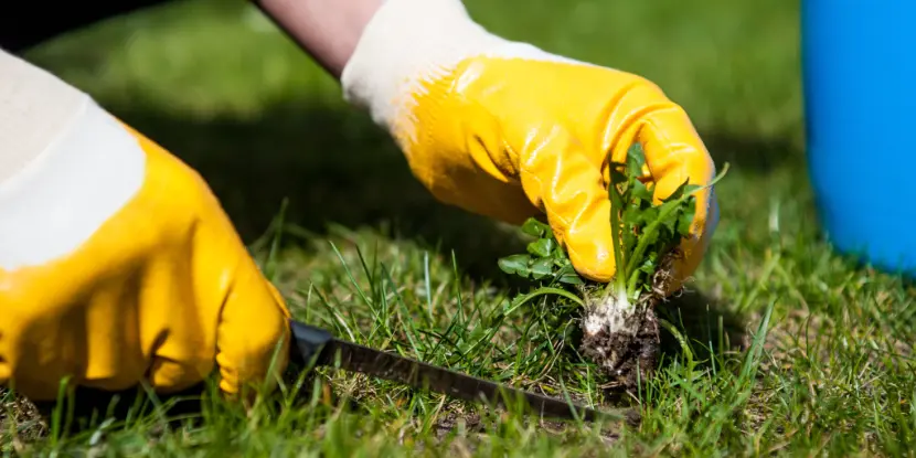 A weed being pulled from a lawn