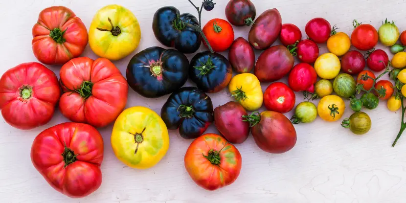 Heirloom tomato varieties