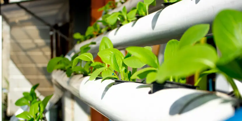 A hydroponic system for leafy vegetables