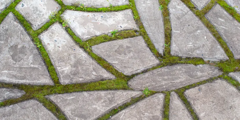 A stone path with moss fill