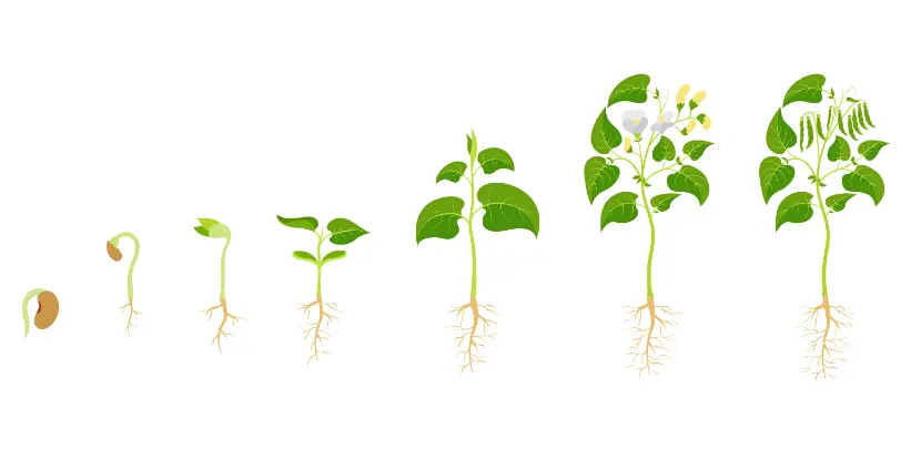 Plant growth graphic