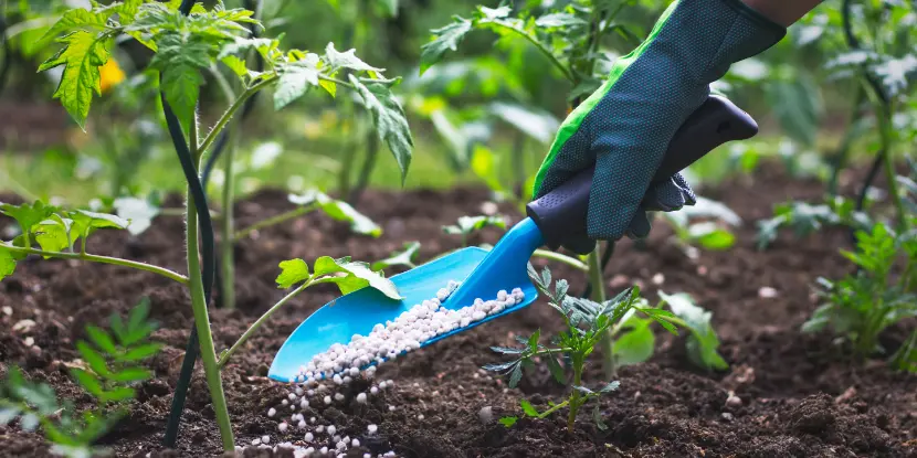 Gardener applying slow-release fertilizer pellets