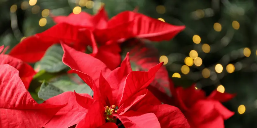 The brilliant red bracts of a poinsettia plant
