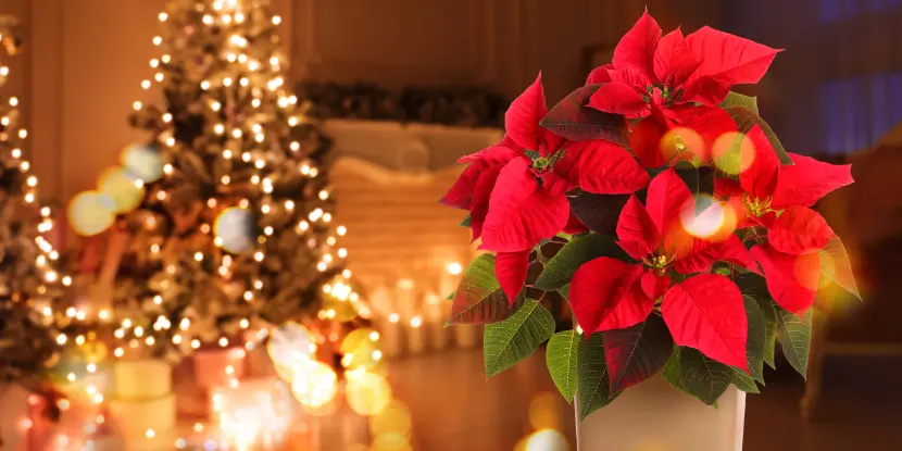Poinsettia plant blooming during the holidays
