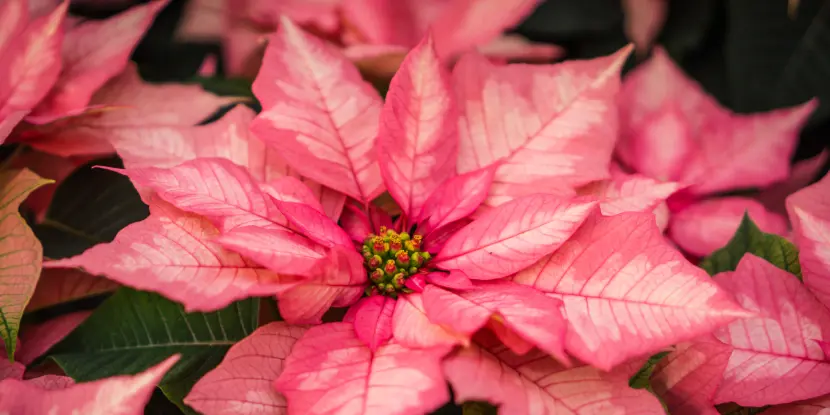 Pink and white poinsettia
