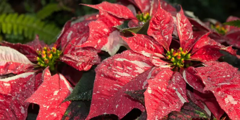 A mottled red and white poinsettia