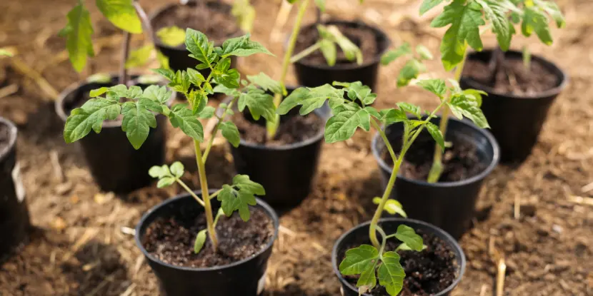 Young tomato plants in pots ready to be transplanted to larger pots
