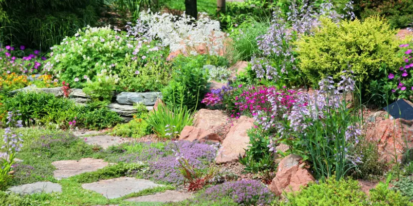 An alpine rock garden