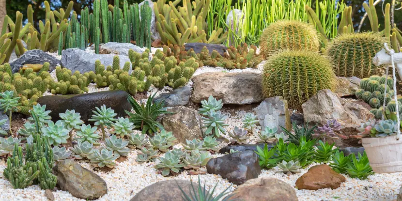 A desert-themed rock garden