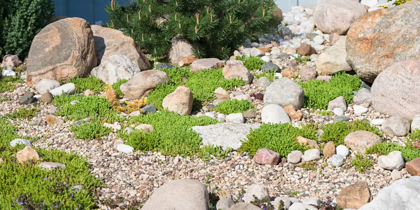 An organic-looking rock garden with succulents