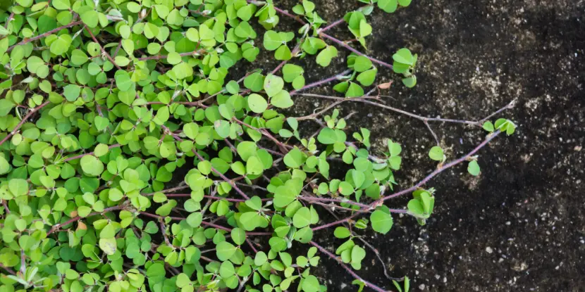 Young clover plants
