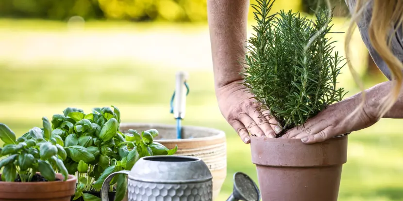 Repotting a rosemary plant