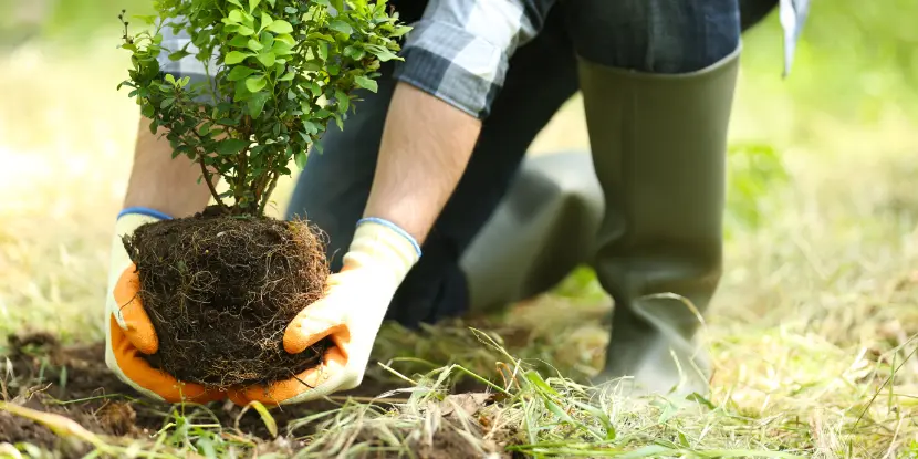 A gardener gently handling a young shrub by the root ball