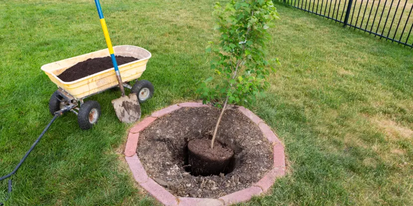 A young tree being planted in the yard