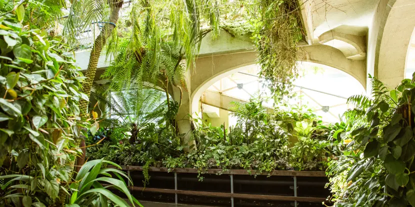 A greenhouse full of tropical plants