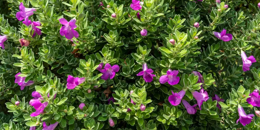 The purple flowers of a Texas Ranger shrub
