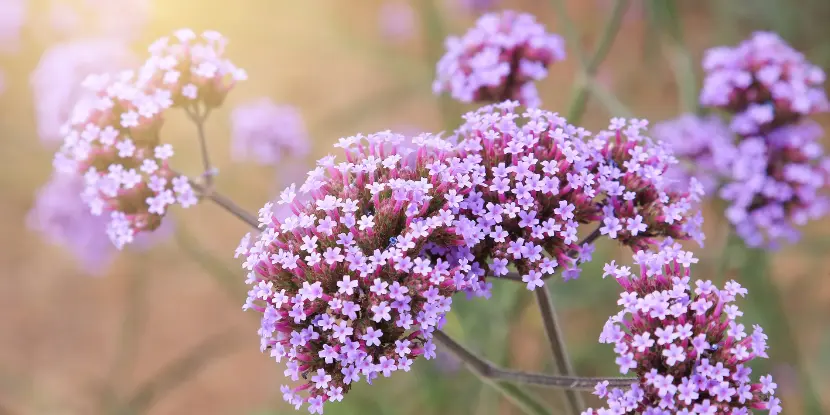 Clusters of purple flowers on a Verbena plant