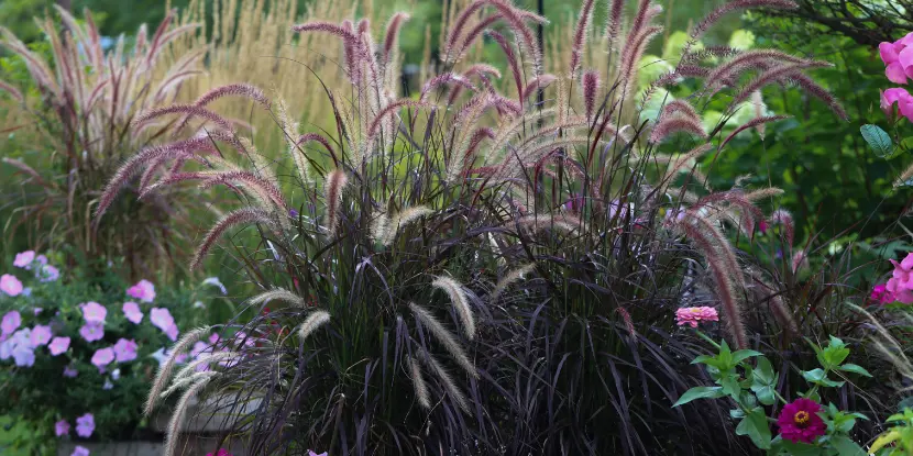 The distinctive plumes of Fountain Grass