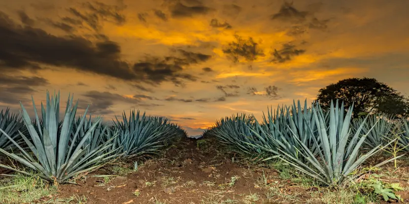 Commercially grown agave plants