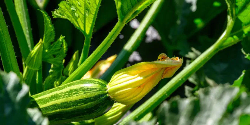 A zucchini fruit with flower still attached
