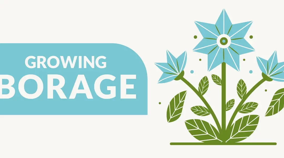 Growing Borage for Health, Beauty & Companionship