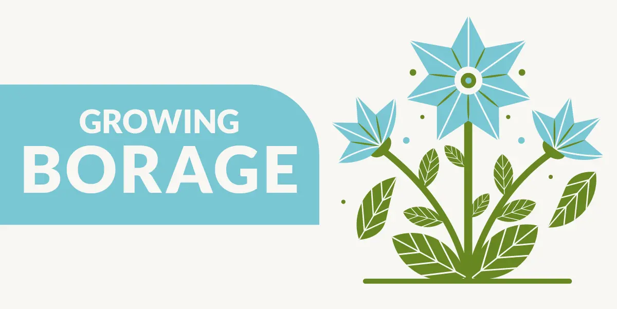 Growing Borage