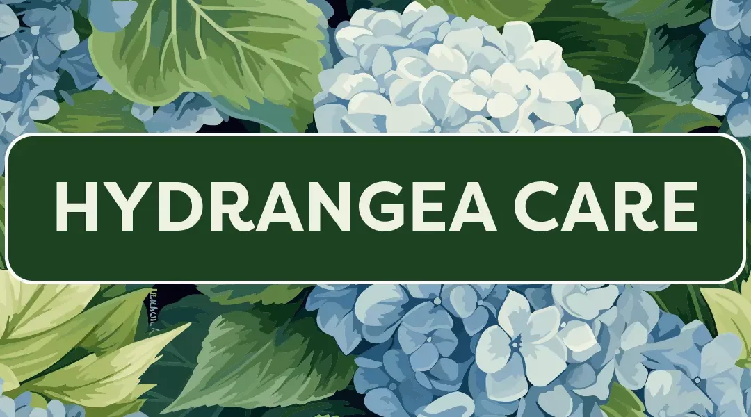 The Complete Guide to Hydrangea Care