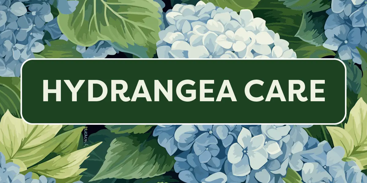 Hydrangea Care