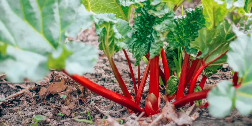 Rhubarb in the garden