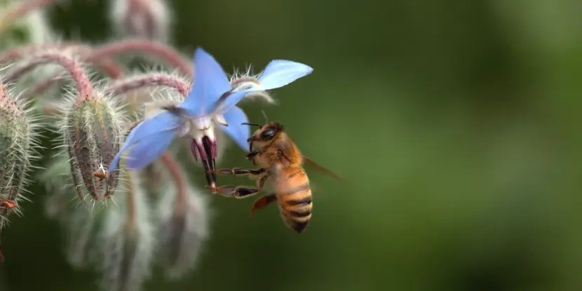 The borage plant attracts beneficial insects like bees