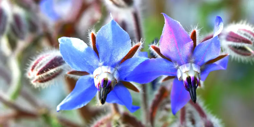 Close-up of borage flowers